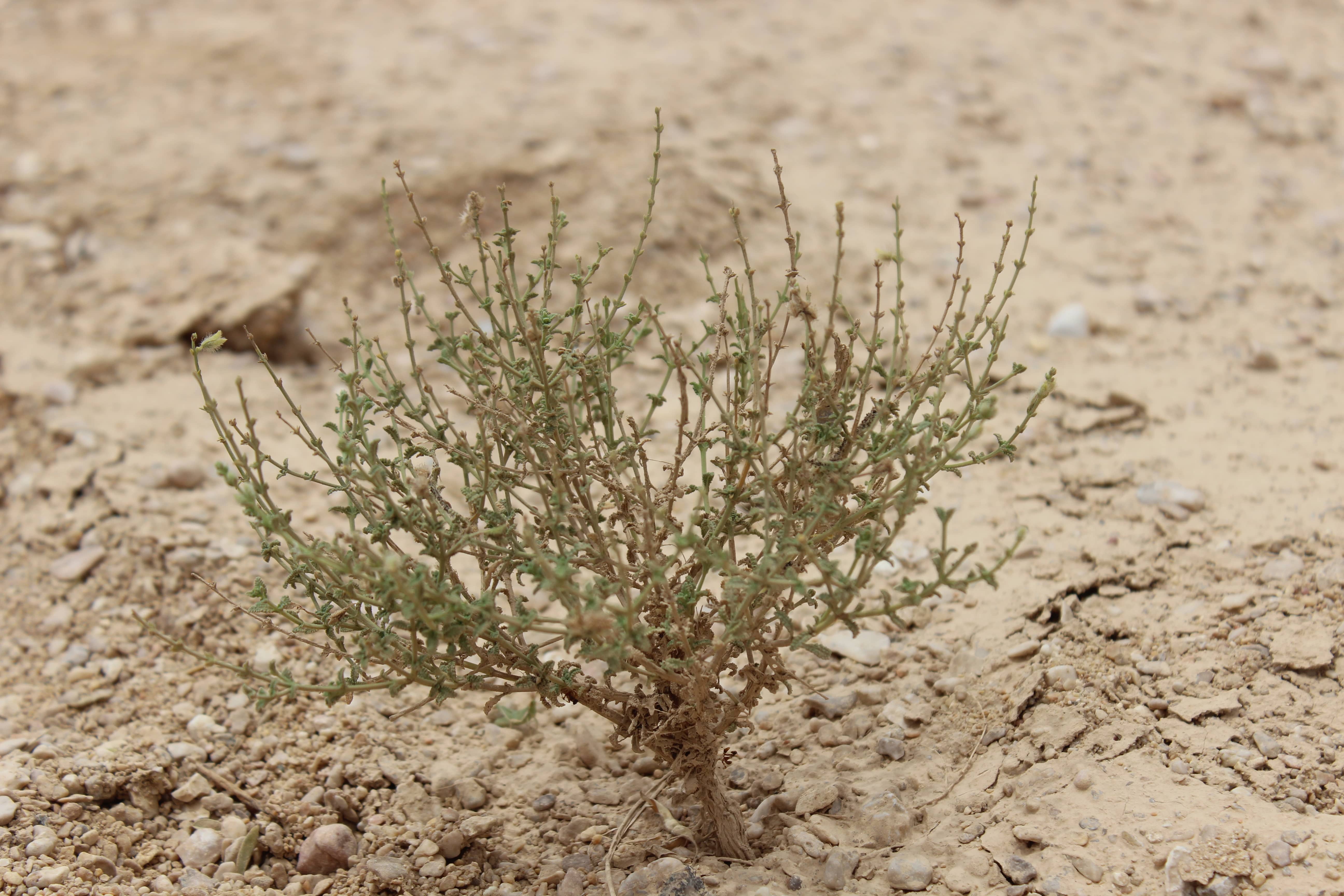 Plant Image